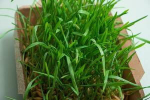 Sprouted microgreen oat sprouts with water drops close-up photo