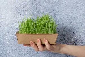 Sprouted microgreen wheat in female hand. Healthy superfood home growth photo