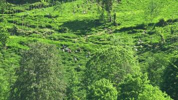 indiano lavoratori raccolta verde tè di i campi nel meridionale Asia India video