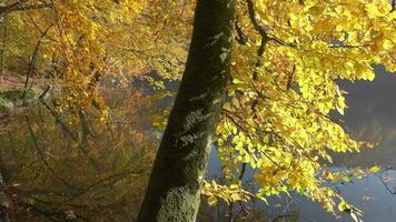 Ruhe See und wunderbar friedlich Platz im das Wald video