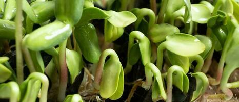 Sprouted microgreens of sunflower. Superfood is grown at home. Macro photo close-up