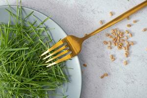 Microgreeen sprouted wheat on plate with folk and seeds. Healthy food concept photo