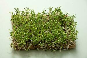 Sprouted microgreens of  alfalfa flat lay, top view. Superfood is grown at home photo