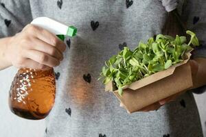 Sprouted sunflower microgreen with sprayer in female hands. Cultivation and watering of microgreens photo