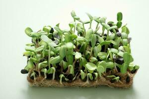 Sprouted microgreens of sunflower. Superfood is grown at home. Macro photo close-up