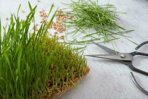 Microgreeen sprouted wheat with seeds and scissors. Healthy food concept photo