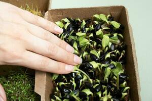 Sprouted sunflower microgreens with a female's hand. The superfood is grown at home. Macro close-up photo