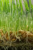 Microgreens of sprouted wheat with a root system. Macro photo