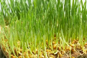 Sprouted wheat microgreens with drops of water. Macro photo