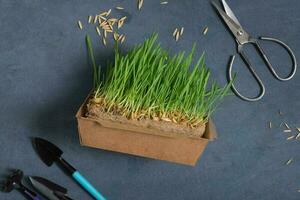 Sprouted microgreen and seeds oat with scissors and gardening tools flat lay, top view photo