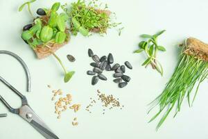 Seeds and microgreen oats, sunflower, alfalfa and wheat with scissors top view, flat lay photo