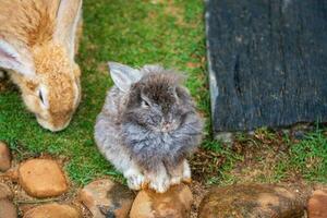 Cute little rabbit on green grass with natural bokeh as background during spring photo