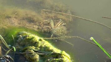 Crabes sur moussu Roche à le des eaux bord video