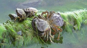 Crabes sur moussu Roche à le des eaux bord video