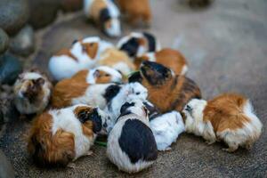 A group of adorable pet guinea pigs in the garden in Dalat, Vietnam photo