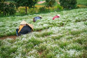 Gardeners hand planting flowers on the field in Da Lat, Vietnam photo