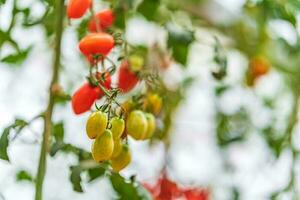 Red Cherry Tomatoes ripening in the greenhouse garden in Da Lat, Vietnam. photo