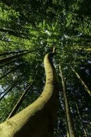 Summer forest with trees photo