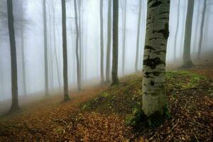 Spring forest in fog photo