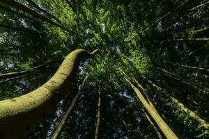 Summer forest with beech  trees photo