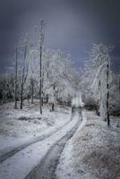 Winter forest road in the mountains photo