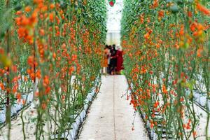 Red Cherry Tomatoes ripening in the greenhouse garden in Da Lat, Vietnam. photo