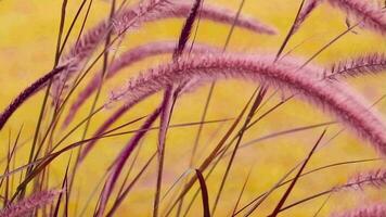 Fokus Vordergrund von Saccharum spontaneum Gras Blumen schwingen durch Wind und verwischen braun Gelb Orange Farbe von Blätter Hintergrund im Wiese video