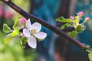 Fowers of the cherry or apple blossom. Sakura flower. photo