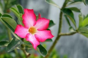 rosado tropical flor en macro estilo. foto