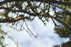 Dry tree branch in springtime. Tree branches. photo