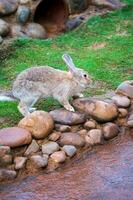 linda pequeño Conejo en verde césped con natural bokeh como antecedentes durante primavera foto