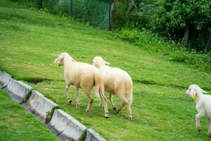 Livestock farm, flock of sheep in Da Lat, Vietnam photo