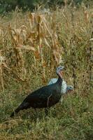 turkeys walking in farm with green grass photo