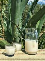 Experience the authentic taste of Mexican pulque, a traditional maguey drink photo