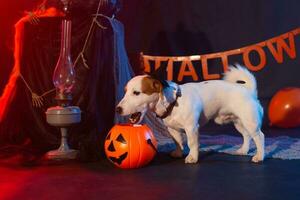 Halloween celebration concept. Funny dog eating from halloween pumpkin photo