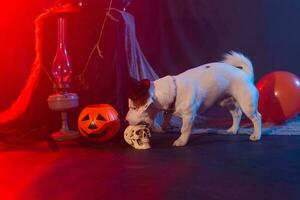 Halloween celebration concept. Funny dog and halloween artificial skull photo