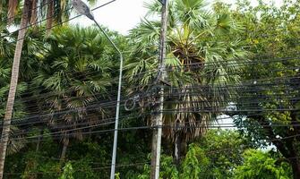 Messy electrical cables in thailand - Uncovered optical fiber technology open air outdoors asian cities. photo