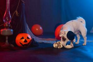 Halloween celebration concept. Funny dog eating from halloween artificial skull photo