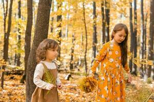 contento niños jugando en hermosa otoño parque en calentar soleado otoño día. pequeño hermanas jugar con dorado arce hojas - divertido, ocio y infancia concepto foto