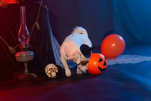 Halloween celebration concept. Funny dog with halloween pumpkin photo