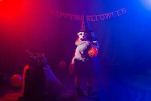 Funny child girl in witch costume for Halloween with pumpkin Jack and dog. photo