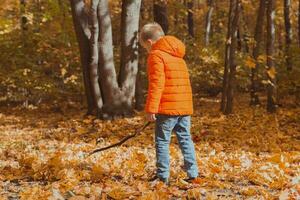 Little boy play with stick and fallen leaves in forest on autumn day. Fall season, childhood and outdoor games concept. photo