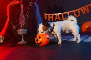 Halloween celebration concept. Funny dog eating from halloween pumpkin photo