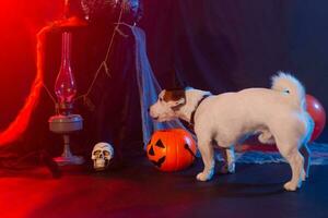 Halloween celebration concept. Funny dog eating from halloween pumpkin photo