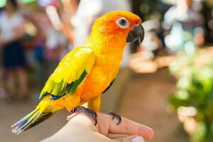 vistoso amarillo loro Dom cotorra, aratinga solstitialis foto