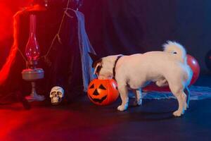 Halloween celebration concept. Funny dog eating from halloween pumpkin photo