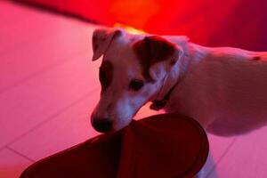 Portrait of Jack Russell Terrier dog on gradient neon light. photo