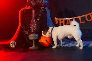 Halloween celebration concept. Funny dog eating from halloween pumpkin photo