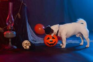 Halloween celebration concept. Funny dog eating from halloween pumpkin photo