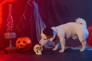 Halloween celebration concept. Funny dog and halloween artificial skull photo